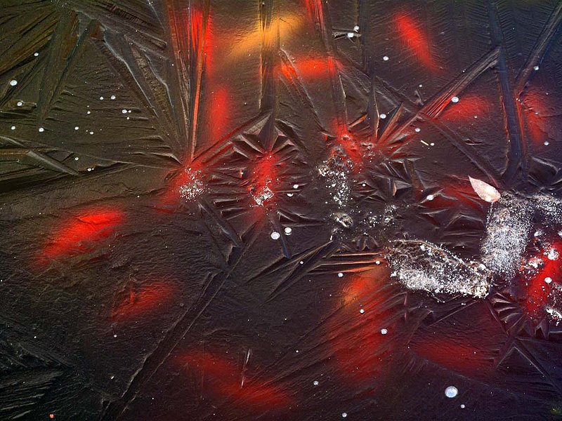 Gold Fish In Frozen Pond Still Life James Haddon Fine Art Photography